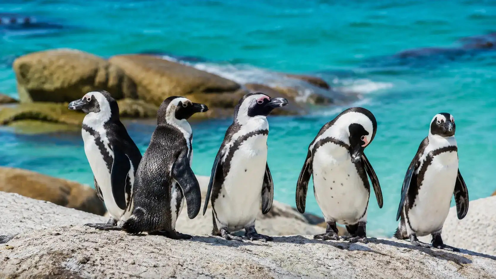 African Penguin Colony