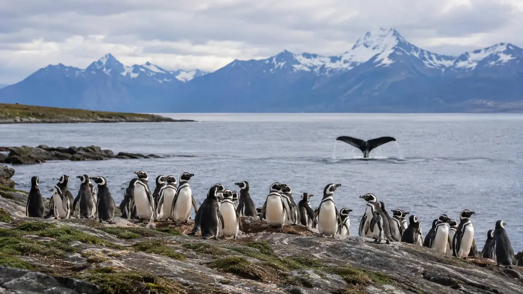 Patagonian Wildlife Encounters