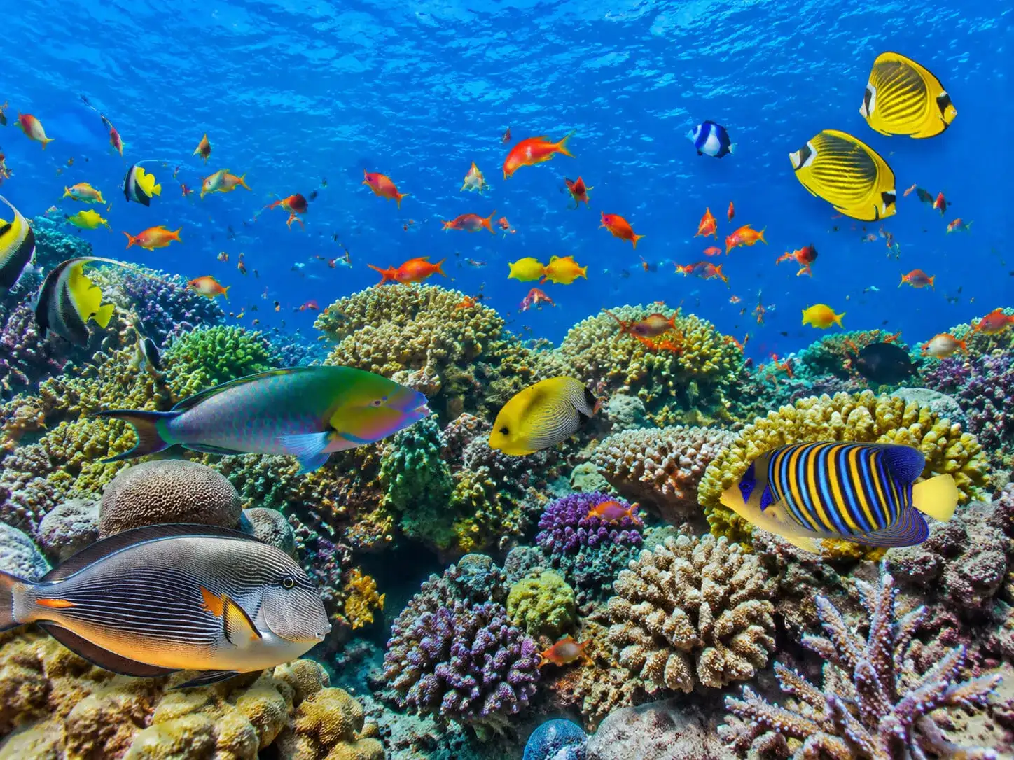 Tropical Wildlife